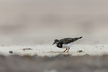 Ruddy Turnstone Arenaria interpres on low tide on a sandy beach in Normandy, France