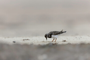 Ruddy Turnstone Arenaria interpres on low tide on a sandy beach in Normandy, France