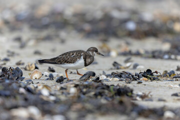 Ruddy Turnstone Arenaria interpres on low tide on a sandy beach in Normandy, France