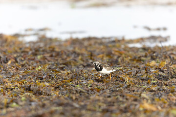 Ruddy Turnstone Arenaria interpres on low tide on a sandy beach in Normandy, France