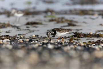 Ruddy Turnstone Arenaria interpres on low tide on a sandy beach in Normandy, France
