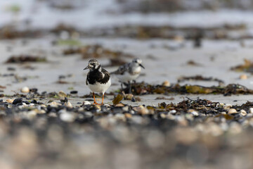 Ruddy Turnstone Arenaria interpres on low tide on a sandy beach in Normandy, France