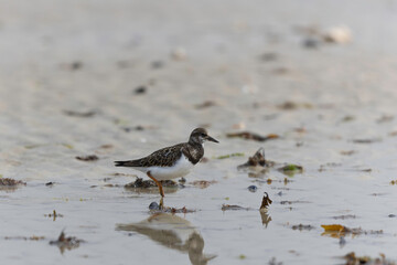 Ruddy Turnstone Arenaria interpres on low tide on a sandy beach in Normandy, France