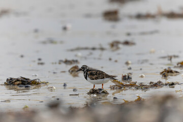 Ruddy Turnstone Arenaria interpres on low tide on a sandy beach in Normandy, France