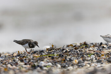 Ruddy Turnstone Arenaria interpres on low tide on a sandy beach in Normandy, France