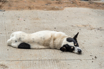 Homeless dog sleeping on a concrete floor