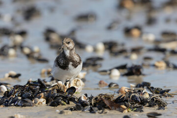 Ruddy Turnstone Arenaria interpres on low tide on a sandy beach in Normandy, France