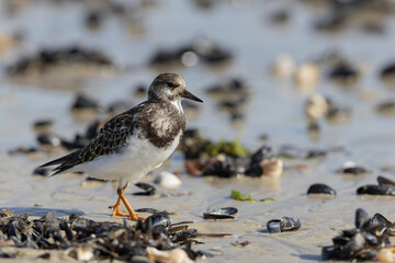 Ruddy Turnstone Arenaria interpres on low tide on a sandy beach in Normandy, France
