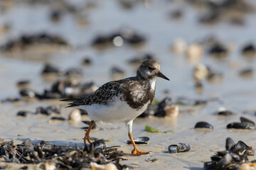 Ruddy Turnstone Arenaria interpres on low tide on a sandy beach in Normandy, France