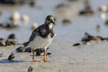 Ruddy Turnstone Arenaria interpres on low tide on a sandy beach in Normandy, France