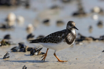 Ruddy Turnstone Arenaria interpres on low tide on a sandy beach in Normandy, France