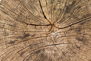 close up view of weathered felled tree stump, trunk section with annual rings. Half dry felled tree trunk in the sun. Wooden rings separated by time exposed to weather