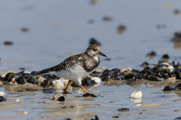 Ruddy Turnstone Arenaria interpres on low tide on a sandy beach in Normandy, France