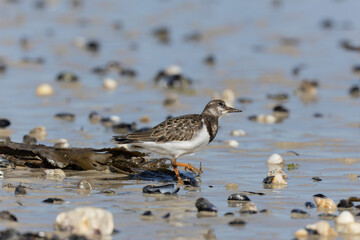 Ruddy Turnstone Arenaria interpres on low tide on a sandy beach in Normandy, France