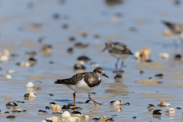 Ruddy Turnstone Arenaria interpres on low tide on a sandy beach in Normandy, France