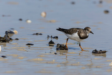 Ruddy Turnstone Arenaria interpres on low tide on a sandy beach in Normandy, France