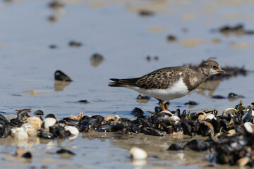 Ruddy Turnstone Arenaria interpres on low tide on a sandy beach in Normandy, France