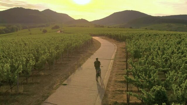 Person biking at the Palatine wineyards, Germany