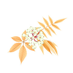 Fototapeta na wymiar Fall leaves and berries, autumn bouquet. Vector cartoon illustration isolated on white background, template for greeting card.