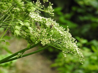 A view of the large head of a white herb with an insect