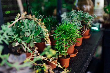 Plant background. Cactus succulents in a planter. Floral arrangement. Blooming Echeveria, pots in floral shop