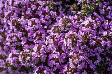 Thymian 
