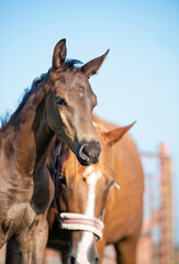 Fototapeta na wymiar portrait of black little foal posing with mom. sunny summer day. close up