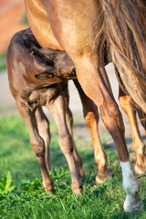  black little foal  eating his mom.  sunny summer  day. close up