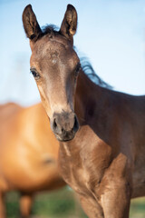 portrait of  black little foal.   sunny summer  day. close up