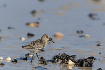 Dunlin Calidris alpina walking on a sandy beach on low tide in Normandy in France