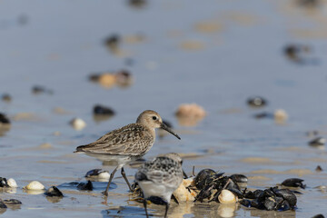 Dunlin Calidris alpina walking on a sandy beach on low tide in Normandy in France