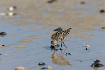 Dunlin Calidris alpina walking on a sandy beach on low tide in Normandy in France