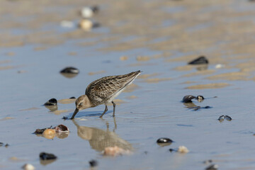 Dunlin Calidris alpina walking on a sandy beach on low tide in Normandy in France