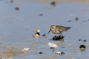Dunlin Calidris alpina walking on a sandy beach on low tide in Normandy in France