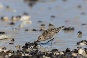 Dunlin Calidris alpina walking on a sandy beach on low tide in Normandy in France