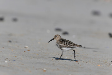 Dunlin Calidris alpina walking on a sandy beach on low tide in Normandy in France