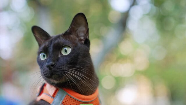 Calm yellow-eyed feline with long whiskers. Beautiful black domestic cat in orange harness looking around. Close up. Blurred backdrop.