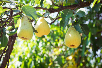 juicy pears on a branch in the garden