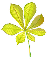 Chestnut autumn leaf. vector illustration isolated on white background
