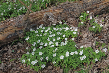 Obraz premium Buschwindröschen