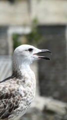 seagull on the beach