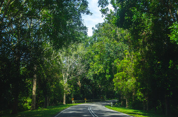 the road is empty with no vehicles and lined with beautiful and clean trees and a beautiful sky