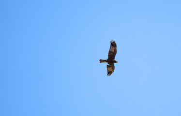 Italy Tuscany Grosseto Castiglione della pescaia, maremma Diaccia Botrona, Red kite Milvus milvus in flight