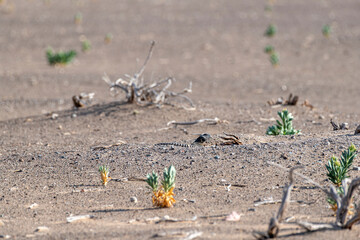 Dabb Lizard or Uromastyx in the desert, United Arab Emirates, UAE, Middle East, Arabian Peninsula