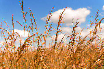 Nice golden agriculture landscape. Rural scene under sunlight. Touching grass walking through the field. Nature, agriculture, harvest concept. An ideal wallpaper, backplate with copy space