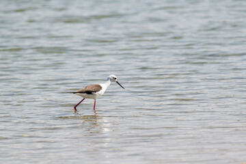 Water bird in a lake, Middle East, Arabian Peninsula