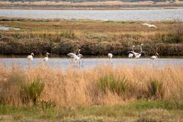 Italy Tuscany Grosseto Castiglione della pescaia, maremma Diaccia Botrona, young flamingos in the lagoon feed at sunset