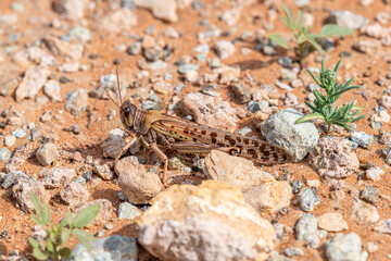 Grasshopper observed in the rocky desert near Jebel Al Faya, Sharja Emirates, United Arab Emirates, UAE, Middle East, arabian peninsula