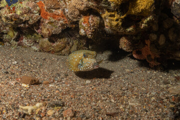 Fish swimming in the Red Sea, colorful fish, Eilat Israel
