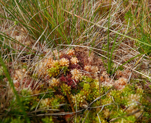 fiorellini di campo cresciuti tra l'erba in montagna